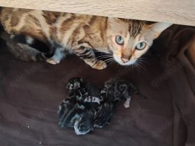 Premium Bengalkitten mit Stammbaum