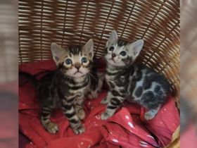 Premium Bengalkitten mit Stammbaum