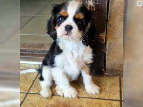 Cavalier King Charles Spaniel Welpen.