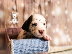 Wunderschöne Dalmatiner Welpen suchen ein geeignetes Zuhause