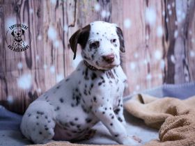 Wunderschöne Dalmatiner Welpen suchen ein geeignetes Zuhause