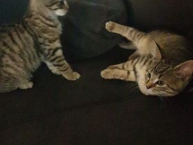 2 Kätzchen zu verkaufen