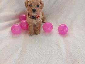 Maltipoo Welpen