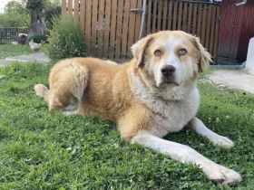 Stattliche Hündin Tijara mit freundlichem Wesen