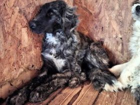 Ängstlicher Galahad sucht ruhiges und geduldiges Zuhause