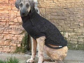 Herzenshund Lupta sucht seine Menschen