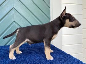 Miniatur Bullterrier Welpen zuverk.