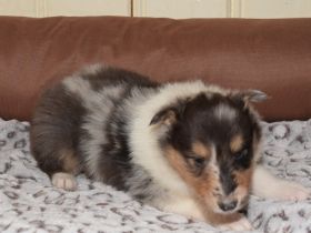 Suche Langhaar Collie Welpen in dieser Farbgebung