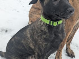Malinois/ Holländischer Schäferhund Welpen