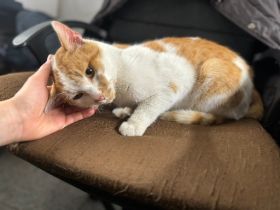 Kuschelschnütchen Felix