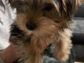 Yorkshire Terrier Rüde 29.09.2025