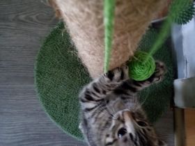 Süßer reinrassiger Bengalkater,13 Wochen jung