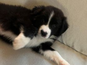 Border collie/shepard welpen