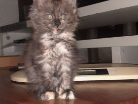 Maine Coon Kitten 1 Mädel mit Stammbaum