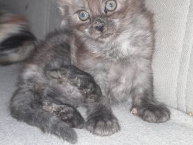 Maine Coon Kitten 1 Junge 3 Mädels mit Stammbaum