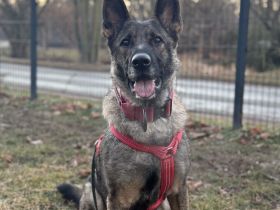 Leika sucht ihr für immer zuhause, dringend!!