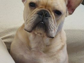 Reinrassige Französische bulldogge