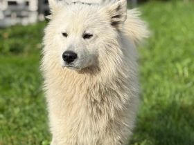 Über Rhaegal – unser süßer „Drache“ mit großem Herz