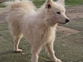 Über Ketty – drei Beine, ganz viel Herz