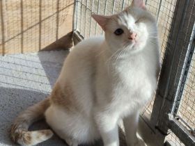 Schmusekater One hätte sooo gern ein kuschliges Zuhause