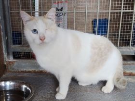 Schmusekater One hätte sooo gern ein kuschliges Zuhause