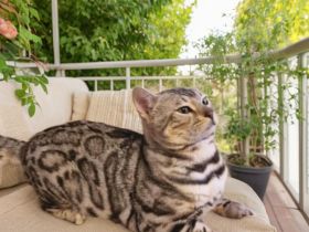 Wunderschöner Kater mit Stammbaum
