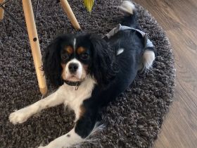 Cavalier King Charles Hündin 3 Jahre alt
