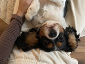 Cavalier King Charles Hündin 3 Jahre alt