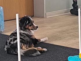 Verkaufen Mini Australien Shepard