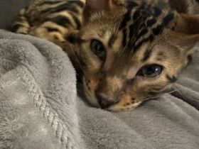 Reinrassige Bengalkatzen (ohne Stammbaum)