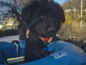 Hast du ein Körbchen frei für Ping?