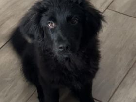 Hast du ein Körbchen frei für Ping?