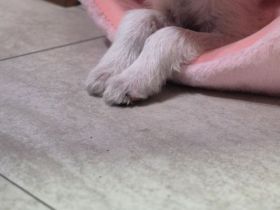 Yorkie Shi-Tzu -Terrier Mix Hündin