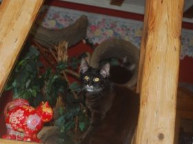 Maine Coon Mädel mit Stammbaum