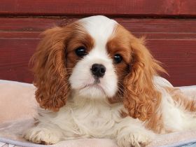 Cavalier Rüde mit Stammbaum zu verkaufen!