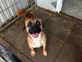 Yuki und Honey - sind Herzenshunde ( auch getrennt vermittelt )