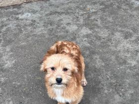 Welpen suchen ein Zuhause