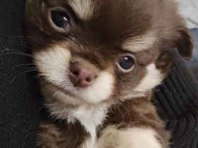 Chihuahua Mischlinge