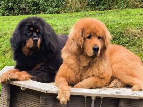 Do-khyi Tibet Dogge Welpen zvk.