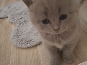 BKH Kitten