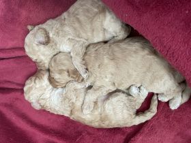 Wunderschöne Zwerg Pudel in APRICOT