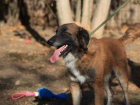 Cooper - ist ein netter Kerl