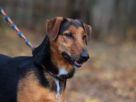 Lui -ist ein richtig netter Hund