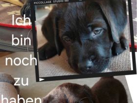 Bordeauxdogge Mischling Welpe