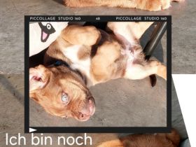 Bordeauxdogge Mischling Welpe