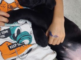 Bordeauxdogge Mischling Welpe