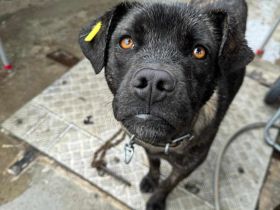 Bella - Wartet in 36199 Rotenburg