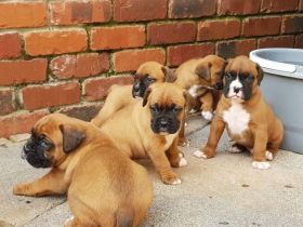 Reinrassige Boxer Welpen mit VDH Papiere suchen ein liebevolles zu Hause (WhatsApp: 0178 7499770)