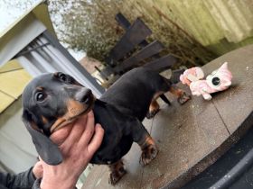 Zwei wunderschöne Zwergdackel Welpen suchen ihr Für-immer-Zuhause 🤎