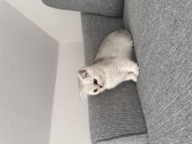 BKH Reinrassige Katzen